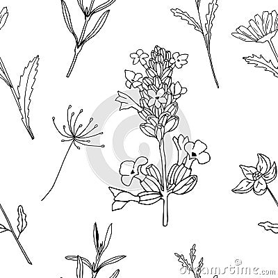 Seamless pattern floral monochrome lavender flower grass vector illustration. Vector Illustration